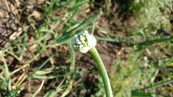 Kwiat Cebuli Kwitnący Allium Indyjskiej Hodowli — Zdjęcie stockowe