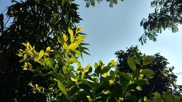 Hojas Amarillas Choisya Ternata Sundance Cielo Azul Ashoka Árbol Fondo —  Fotos de Stock