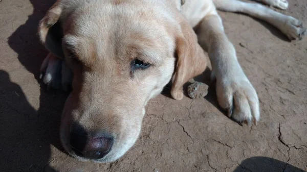 Labrador Retriever Hund Något Sorgligt Humör Närbild Brun Vit Färg — Stockfoto