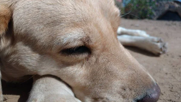Labrador av köpeği üzgün bir ruh hali içinde. Kapalı, beyaz, kahverengi, kadın gözleri uyuyor.