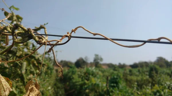 インドのインドの農場でよく見られる乾燥した豆の葉は — ストック写真