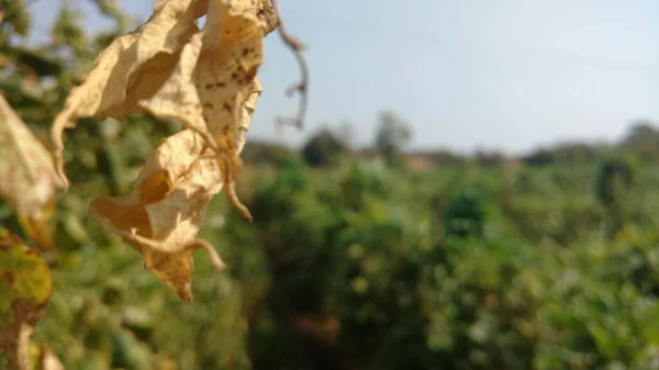 Hint çiftliğinden kuru fasulye yaprakları. Kurumuş sarı yapraklar.