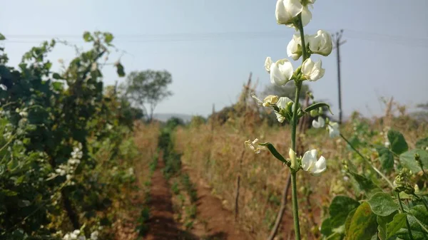 白い花はインドのフィールド ボケ効果で一般的な豆のクローズアップ — ストック写真