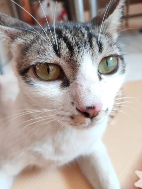 Yeşil gözlü, pembe burunlu ve beyaz bıyıklı kedi suratlı beyaz siyah şirin bir yakın plan.