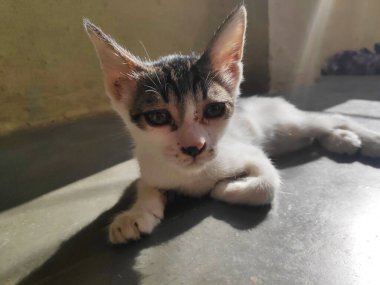 Beyaz renkli kedi yavrusu banyodan sonra güzelce dinleniyor.