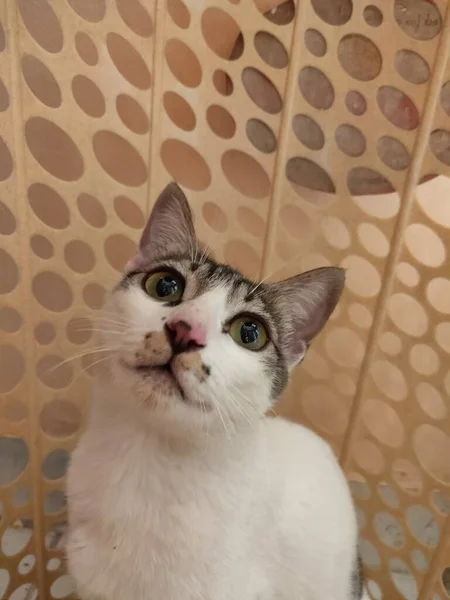 Lindo Gato Mirando Hacia Cámara Con Hermoso Verde Ojos Oídos — Foto de Stock