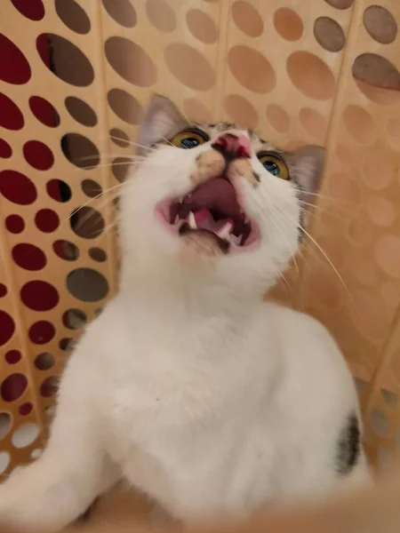 cute cat meowing towards camera with beautiful green eyes from inside a cage