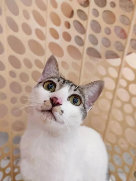 Gato Lindo Mirando Hacia Cámara Con Hermosos Ojos Verdes Pelos —  Fotos de Stock