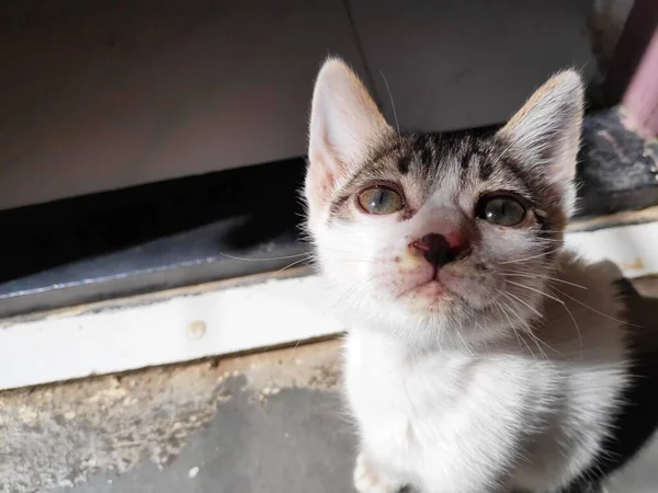 Liten Kattunge Efter Bad Solljus Med Våta Hår Närbild Tittar — Stockfoto