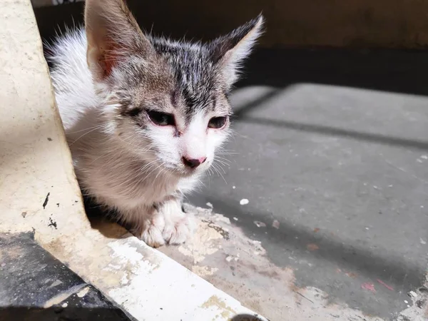 Güneş ışığında banyo yaptıktan sonra ıslak saçlarıyla dinlenen ve gün ışığında kuruyan küçük bir kedi yavrusu.