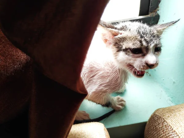 Küçük kedi yavrusu pencerenin önünde ıslak saçlar ve perdenin arkasında bağıran güzel gözlerle.