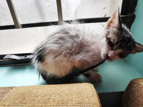 Pencerede banyo yaptıktan sonra ıslak saçları ve güzel gözleri olan küçük bir kedi yavrusu.