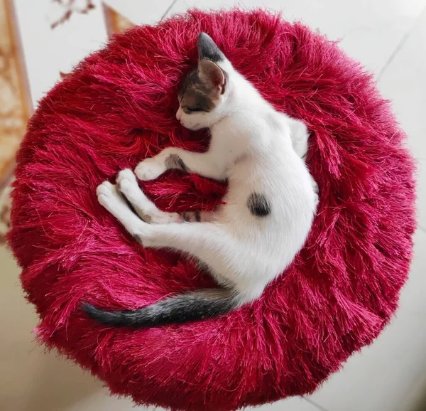 Siyah noktalı beyaz kedi yavrusu kırmızı, yuvarlak, güzel bir taburede uyuyor.