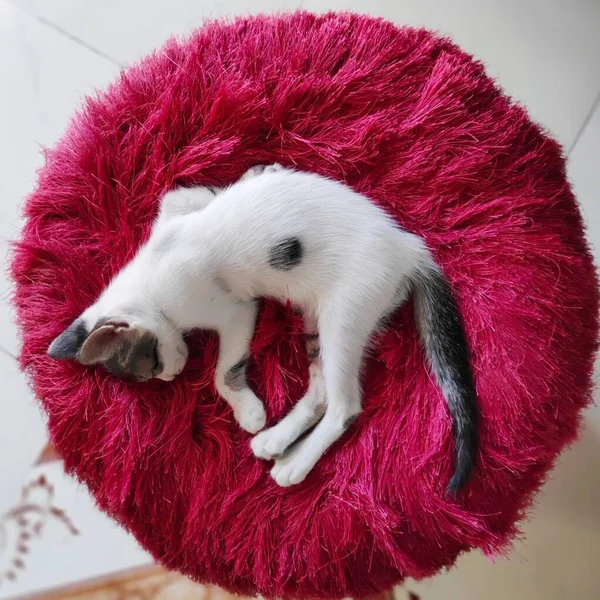 Siyah noktalı beyaz kedi yavrusu kırmızı, yuvarlak, güzel bir taburede uyuyor.