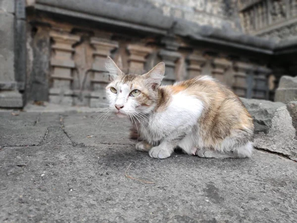 Stray Abandoned Red Grey Big Aged Cat Temple Kolhapur India — Stock Photo, Image