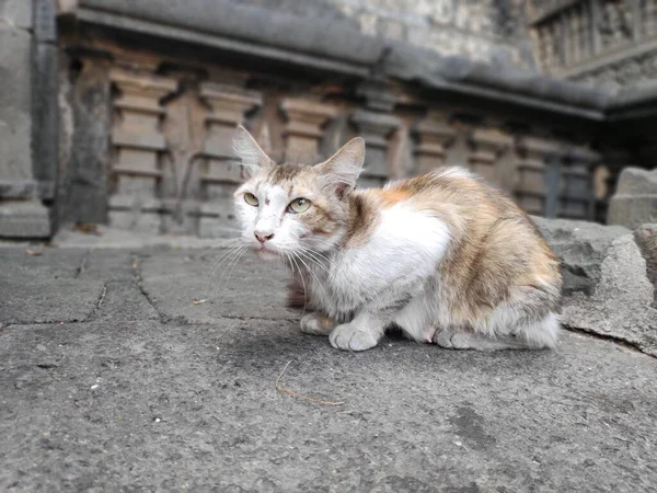 Kolhapur Hindistan 'daki tapınakta terk edilmiş kırmızı gri, yaşlı bir kedi. Büyük güzel gözleri var.