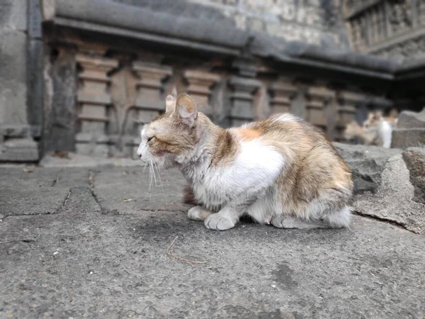 Kolhapur Hindistan 'daki tapınakta terk edilmiş kırmızı gri, yaşlı bir kedi.