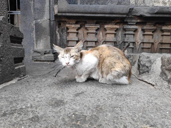 푸르에 사원에 버려진 길잃은 회색큰 고양이 — 스톡 사진
