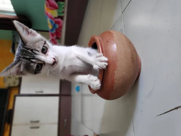 Gatito Jugando Con Olla Barro Hogar Indio Sentado Dentro Olla — Foto de Stock