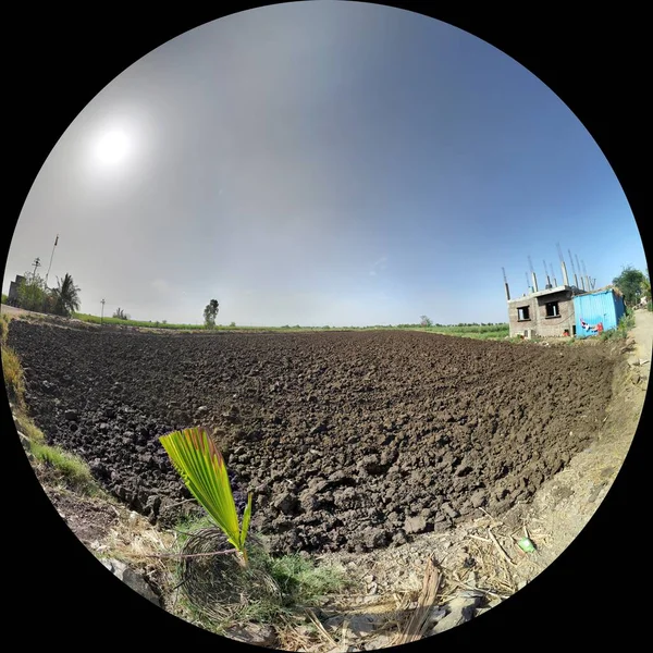 panorama of Indian rural farm without any plantation and a small coconut tree with sun and blue sky