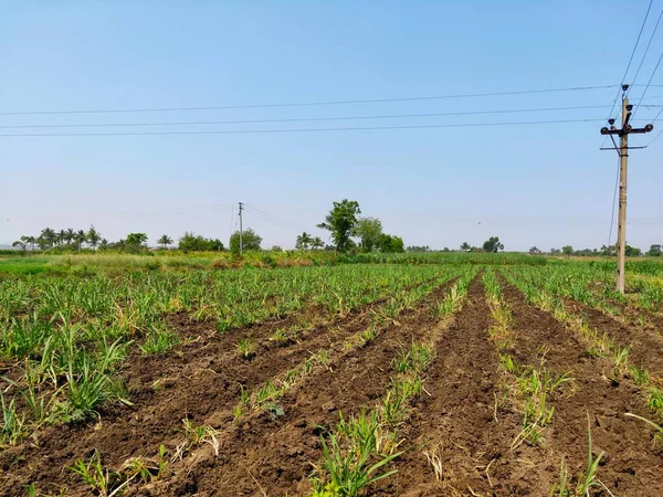 インドの農村部で電柱と青空のあるサトウキビ畑 — ストック写真
