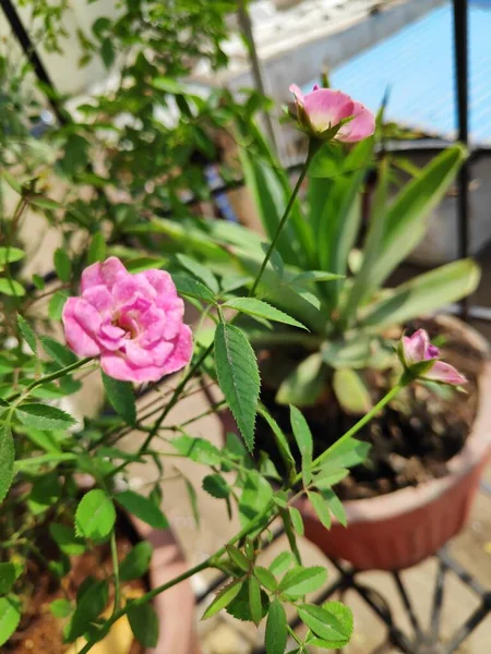 Pembe küçük gül güpegündüz açtı balkon kabında yeşil yapraklarla