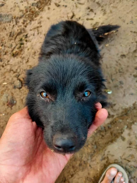 Siyah köpek yavrusu. Güzel gözleri var. Kızılderili melezini gösteriyor.