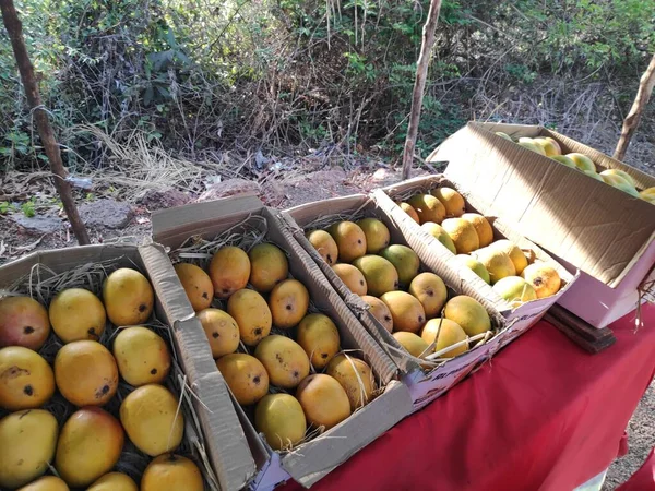 Çevredeki şehirlere satmak için düzinelerce sarı yeşil alfanso mango paketlenmiş.