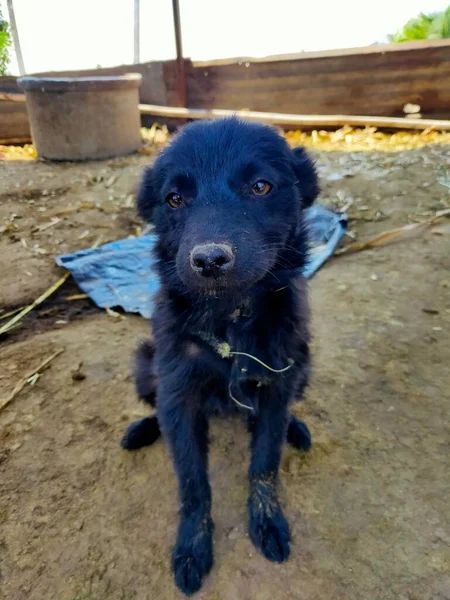 Siyah Köpek Yavrusu Güzel Gözleri Var Kızılderili Melezini Gösteriyor — Stok fotoğraf