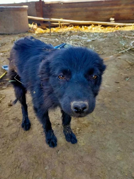 Siyah köpek yavrusu. Güzel gözleri var. Kızılderili melezini gösteriyor.