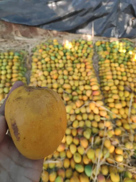 Sarı alfanso mango elinde ve arka planda doğrudan mango çiftliğinden düzinelerce var.