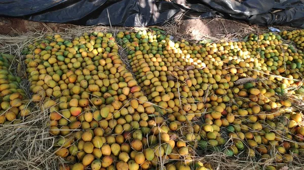 Hint mango çiftliğinden sarı ve yeşil renkli düzinelerce alfanso mango.