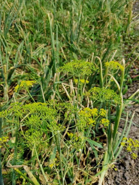 Planta Del Saunf Del Hinojo Cultivada Granja Aldea India Con — Foto de Stock