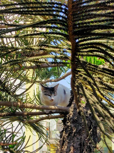 Gato Blanco Con Manchas Negras Sentado Parpadeando Ojo Árbol Navidad — Foto de Stock