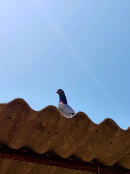 インドの村の青い空の下コンクリートの屋根の上に座っている国内ペット鳩 — ストック写真