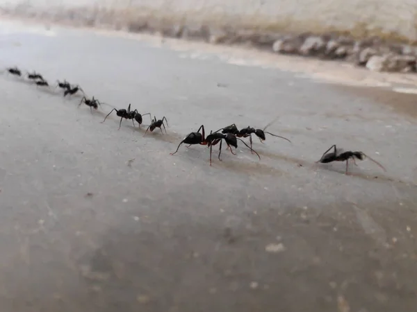 bir grup siyah karınca yerde kuyrukta yürüyorlar.