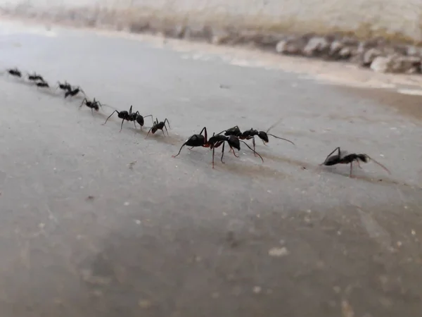 黒いアリの群れが床に列を作って歩いています ロイヤリティフリーのストック写真