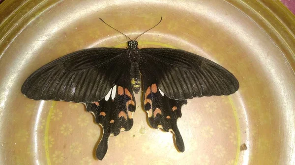 Negro Hermosa Mariposa Relajante Primer Plano Plato — Foto de Stock