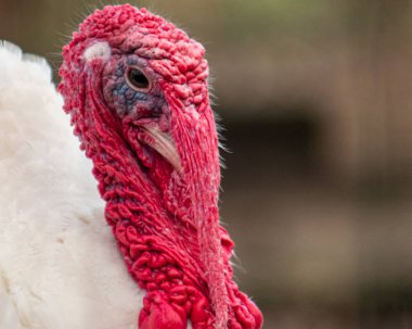 Büyük beyaz erkek evcil hindi yandan bakıyor, gagasında asılı kırmızı Snood 'unu sunuyor..