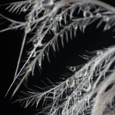 Beyaz kuş tüyü dikenlerin üzerinde duran küçük su damlacıklarının yakın plan çekimi.