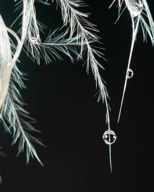 İki su damlası yavaşça beyaz kuş tüyü dikenlerine doğru iniyor.