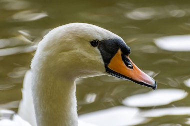 Yetişkin Dilsiz Kuğu (Cygnus olor) profil portresi fotoğrafı. Yakın plan fotoğraf. Bulanık arkaplan.