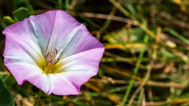 Çit yosunu. Çayırda mor renkli beyaz çiçek dokunuşu..
