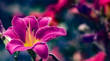 Koyu arkaplanda pembe liyum çiçeği. Tam spektrumlu fotoğraf. Tam spektrum soyut görünüm.