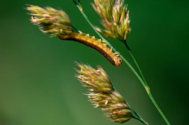 Tek sarı kelebek tırtılı çimenlerde baş aşağı asılı duruyor. Mavi yeşil arkaplan.