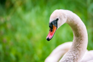Göl kenarında sessiz kuğu (Cygnus olor) profili. Arka planda bulanık yeşil çayırlar.