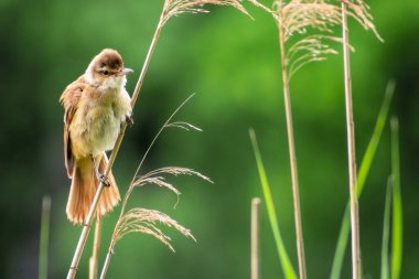 Bastonun üzerinde dinlenen büyük sazlık bülbülü. Yeşil bulanık arkaplan.