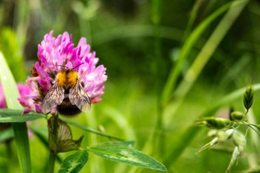 Ormanda tek bir yaban arısı yer ve mor çiçekleri tozlaştırır. Bulanık çayır arkaplanı.