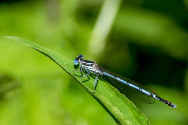 Isırgan yaprağının üzerinde oturan mavi yusufçuk. Bulanık arkaplan.