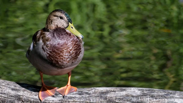 Pato Real Macho Soltero Anas Platyrhynchos Plumaje Fuera Temporada Levanta —  Fotos de Stock